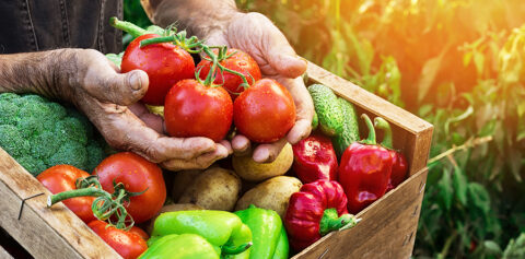 picture of a person holding a crate of vegetables at a farm